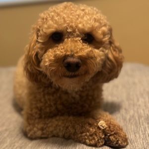 Meet your Posher, Andrea